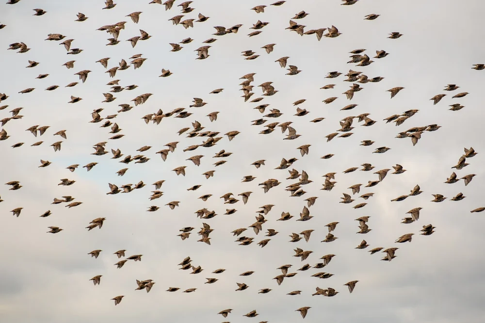 3D Boids Flocking Simulation